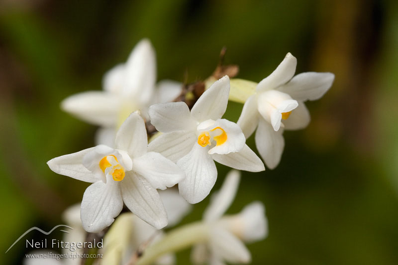 Earina-autumnalis_7036.jpg