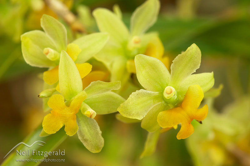 Earina-mucronata_6112.jpg