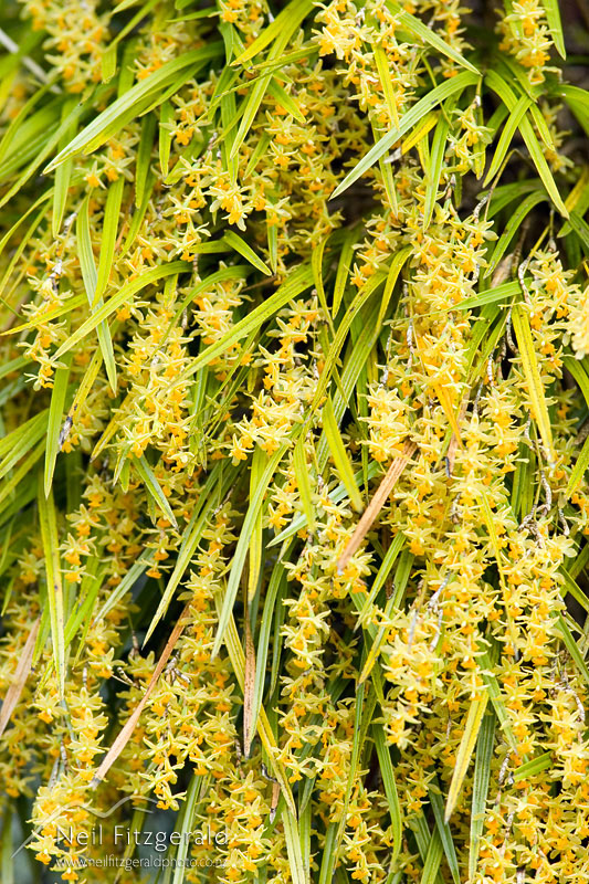 Earina-mucronata_6259.jpg