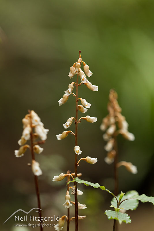 Gastrodia-aff-sesamoides-19903.jpg
