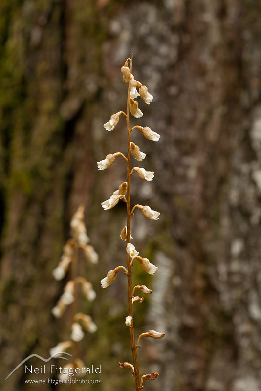 Gastrodia-aff-sesamoides-19906.jpg