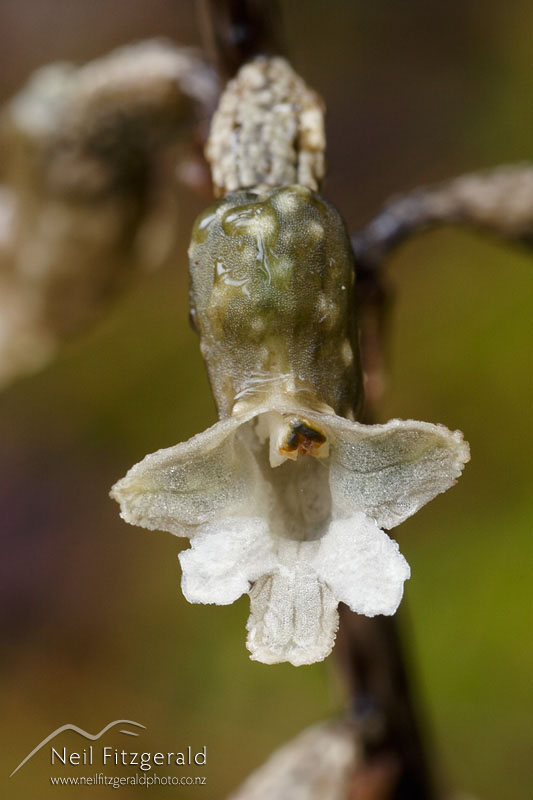 Gastrodia-cunninghamii_1481.jpg