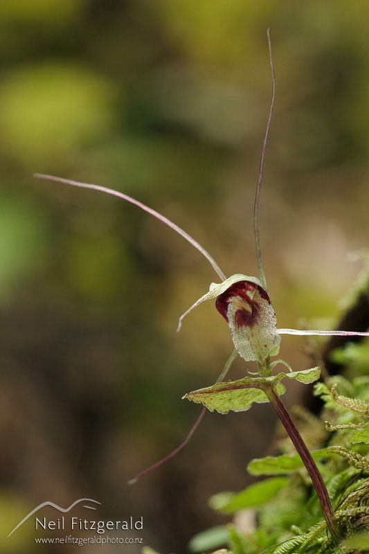 Nematoceras-acuminatum_4798.jpg