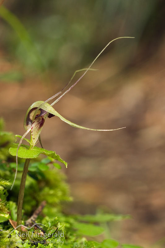 Nematoceras-acuminatum_4801.jpg