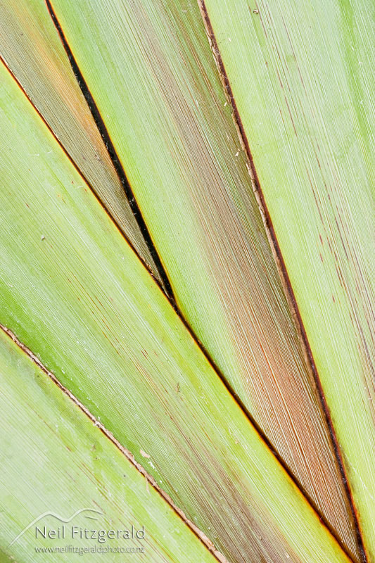 Phormium-tenax_1423.jpg