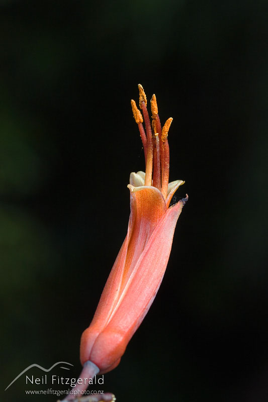 Phormium-tenax_1541.jpg
