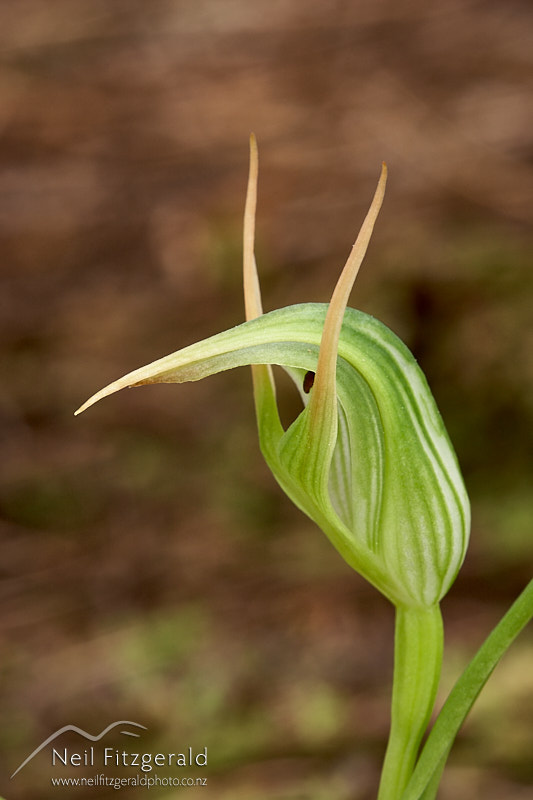 Pterostylis-montana-5706.jpg