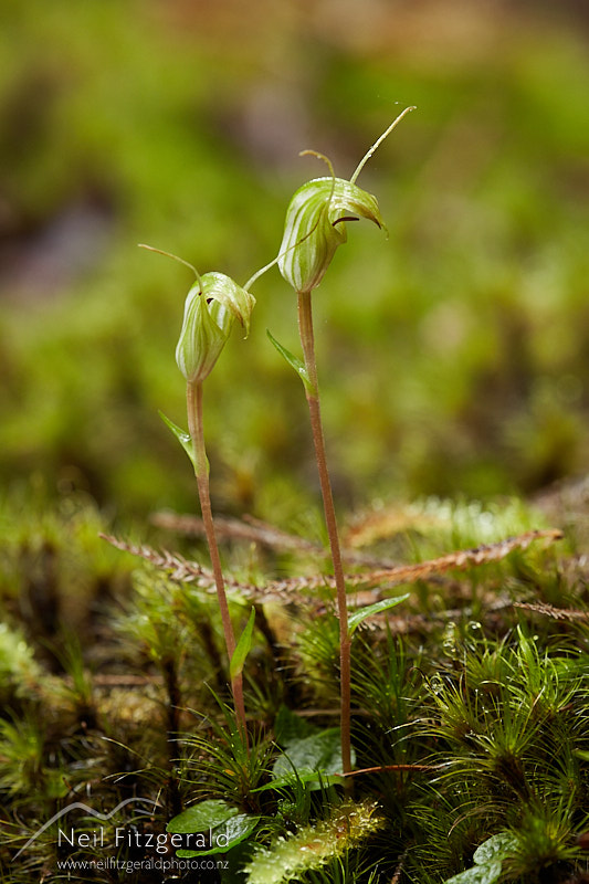 Pterostylis-trullifolia-27752.jpg