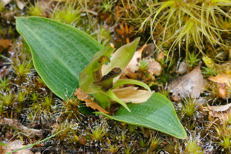 Simpliglottis-cornuta_2151.jpg