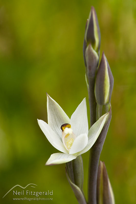 Thelymitra-longifolia_12895.jpg