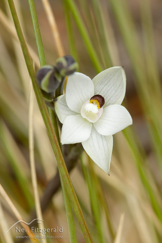 Thelymitra-longifolia_12899.jpg
