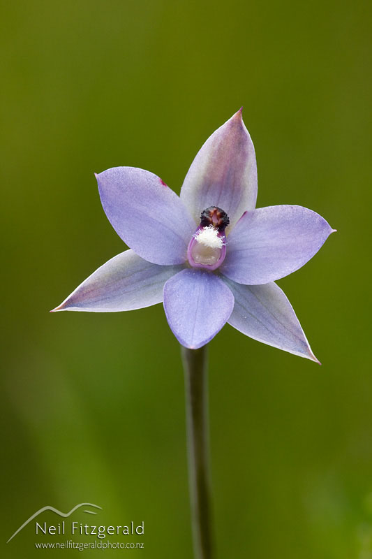Thelymitra-nervosa_12888.jpg