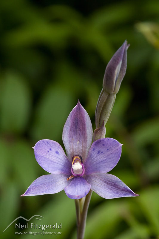 Thelymitra-nervosa_12891.jpg