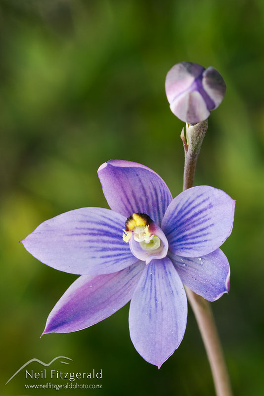 Thelymitra-pulchella_14330.jpg
