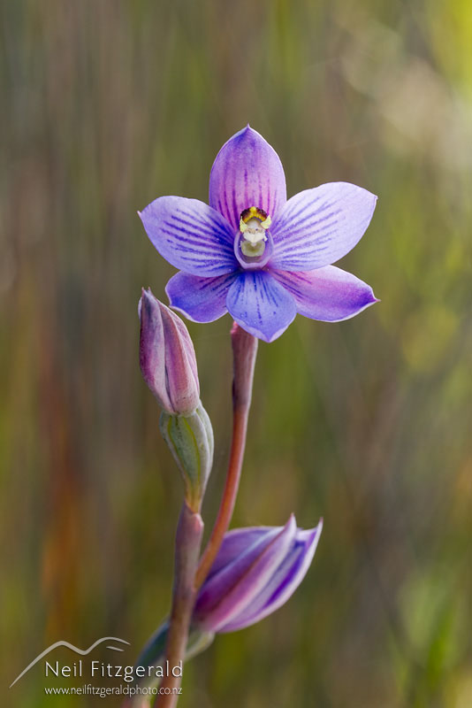 Thelymitra-pulchella_14333.jpg