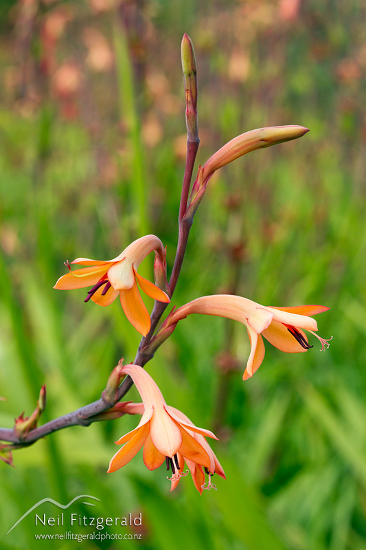 Watsonia-meriana-21370.jpg