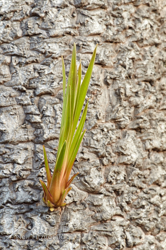 ti-kouka-26056.jpg