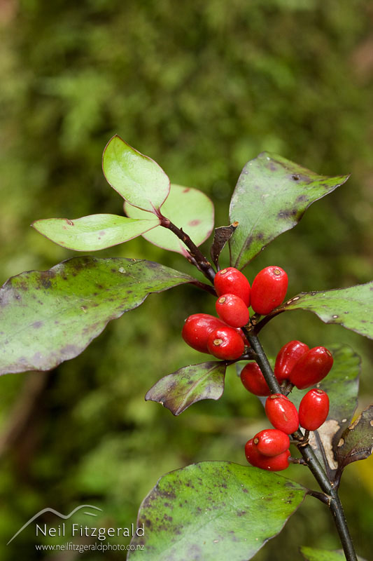 Alseuosmia-pusilla_10812.jpg