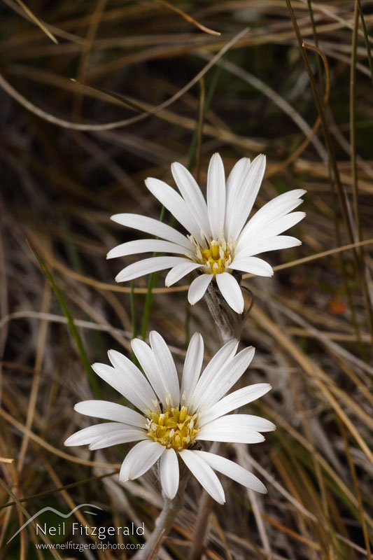 Celmisia-gracilenta_0786.jpg