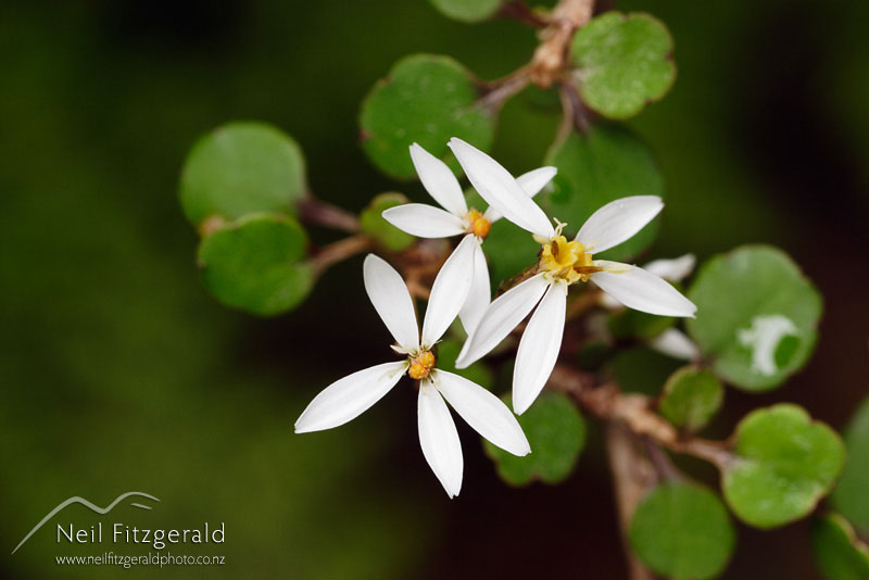 Olearia-quinquevulnera_2053.jpg