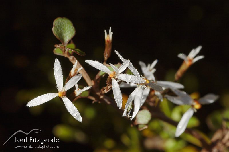 Olearia-quinquevulnera_2215.jpg