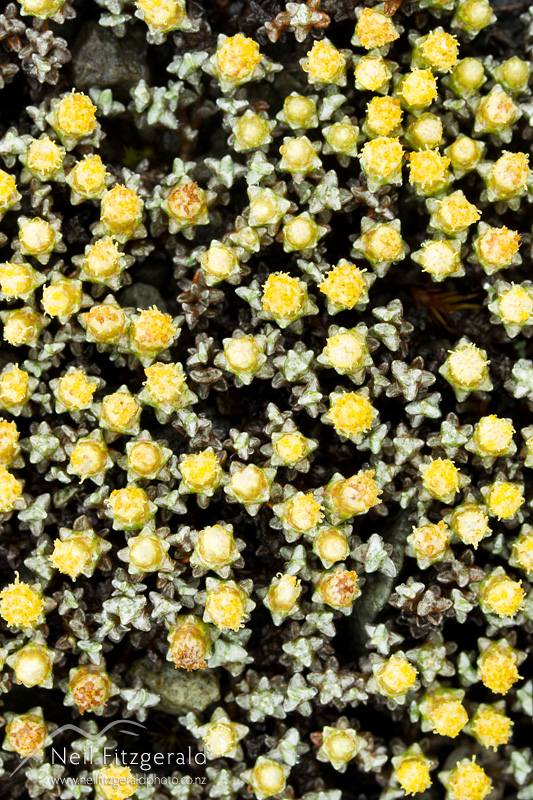Raoulia-australis-24735.jpg