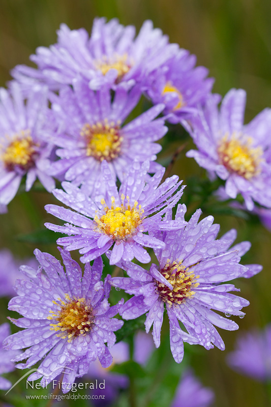 Symphyotrichum-laeve-24759.jpg