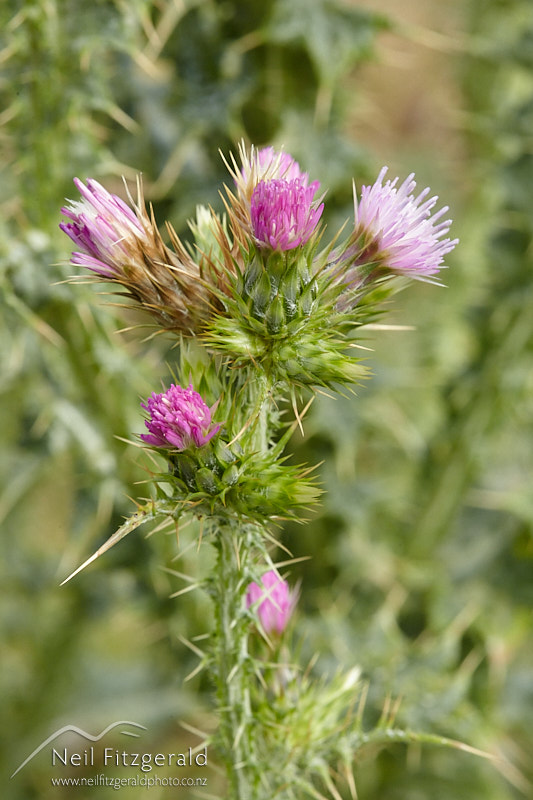 winged-thistle-26869.jpg