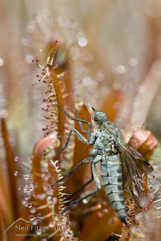 Drosera-arcturi_12877.jpg