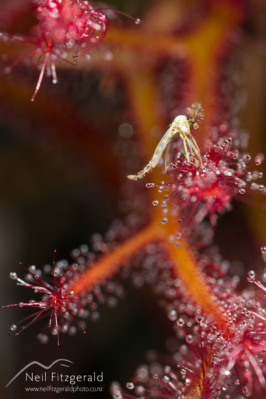 Drosera-binata_14250.jpg