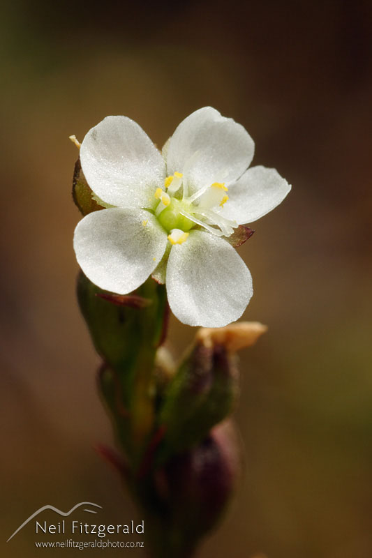 Drosera-spathulata_2462.jpg