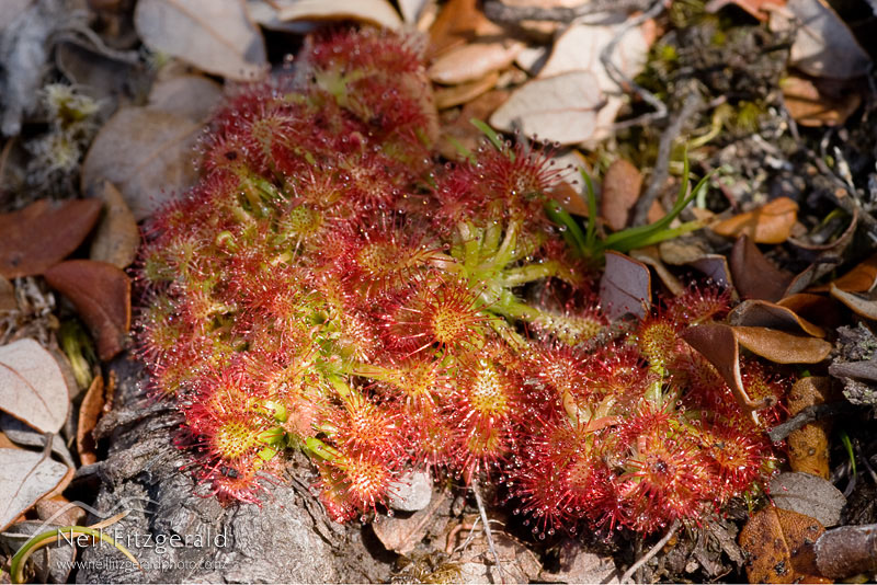 Drosera-spathulata_2463.jpg