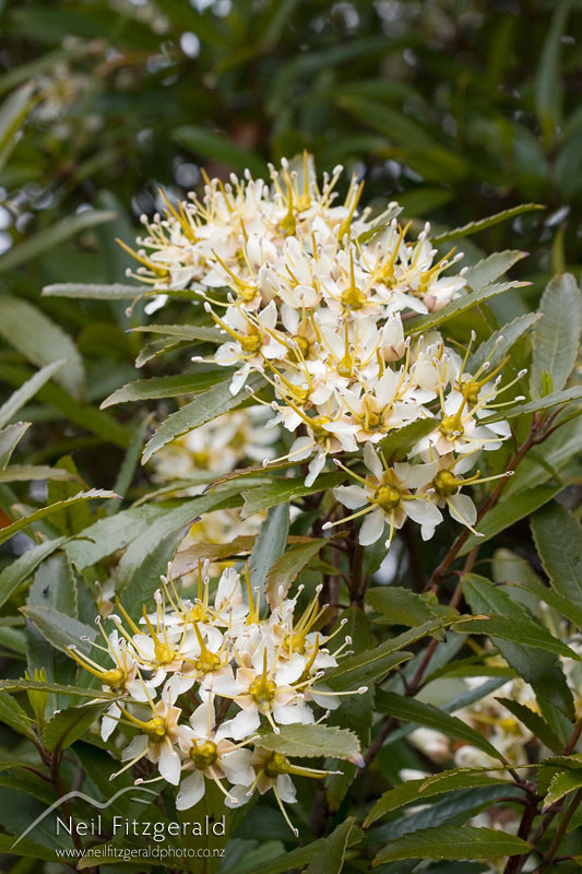 Ixerba-brexioides_6152.jpg