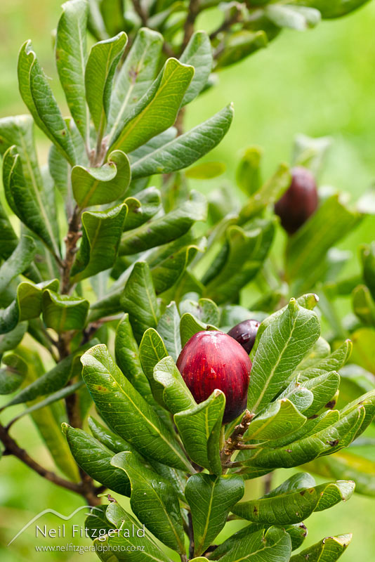 Pouteria-costata_14690.jpg