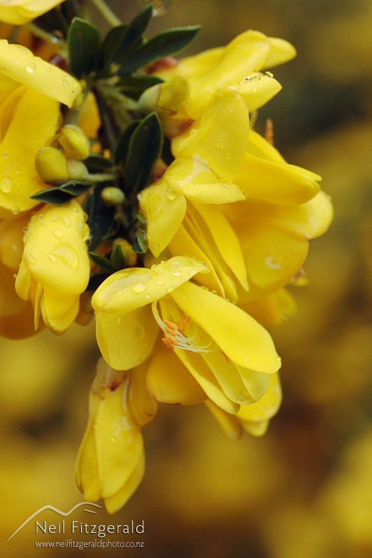 Cytisus-scoparius_1470.jpg