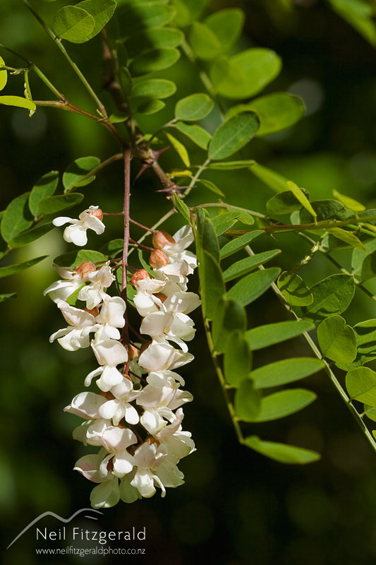 Robinia-pseudacacia_0608.jpg