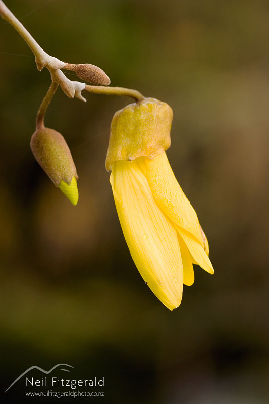 Sophora-microphylla_0345.jpg