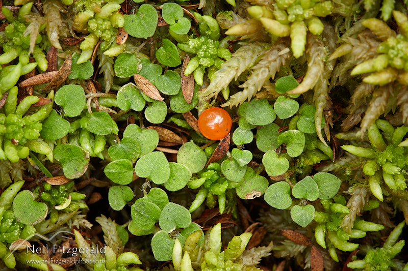 Nertera-scapanioides-28440.jpg
