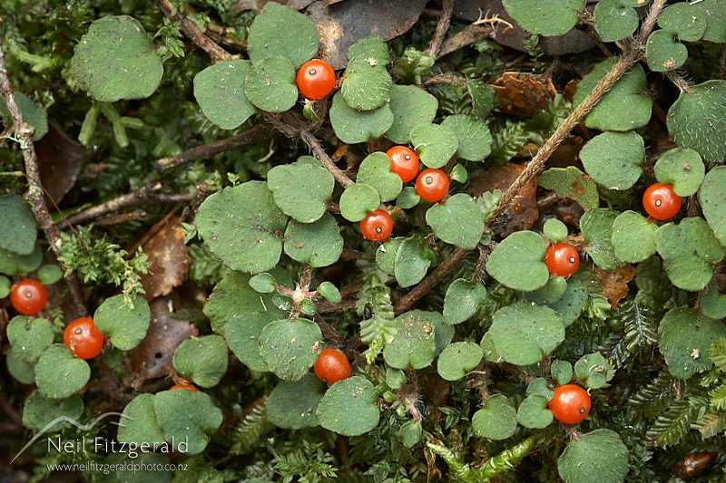 Nertera-villosa_4323.jpg