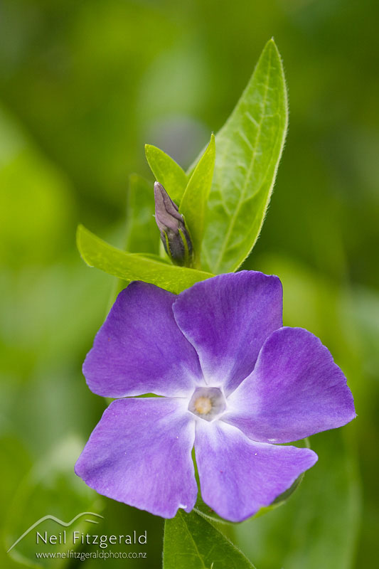 Vinca-major-_0367.jpg