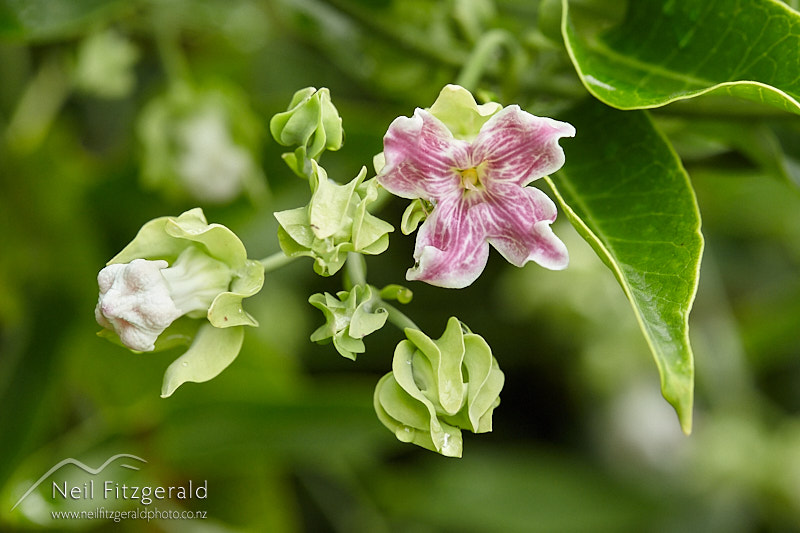 moth-plant-26879.jpg