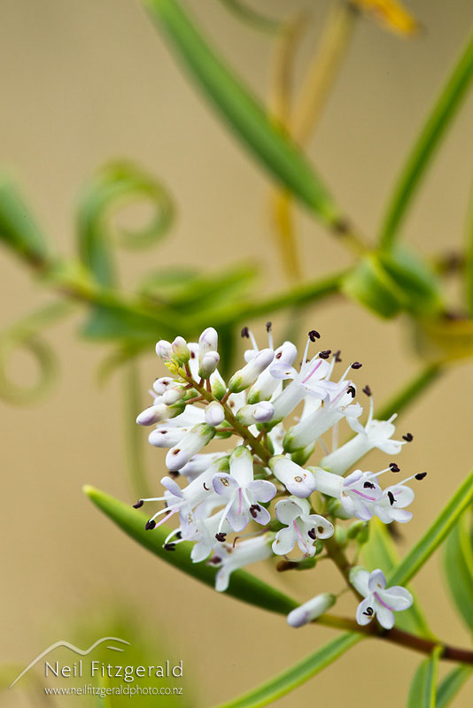Hebe_13035.jpg