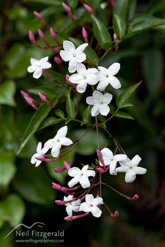 Jasminum-polyanthum-19964.jpg