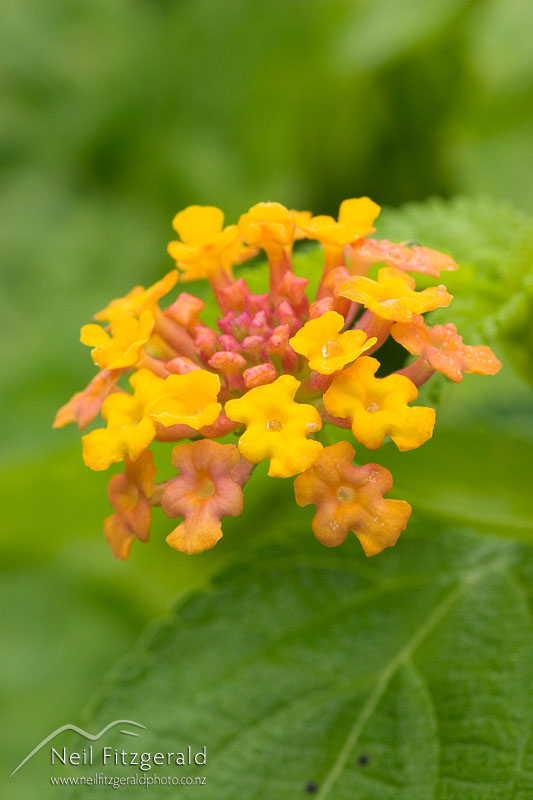 Lantana-camara_3937.jpg