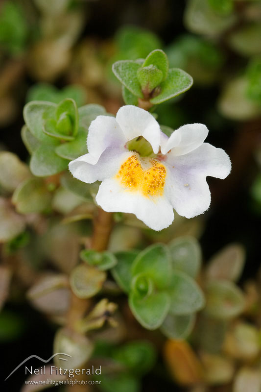 Mimulus-repens_2765.jpg