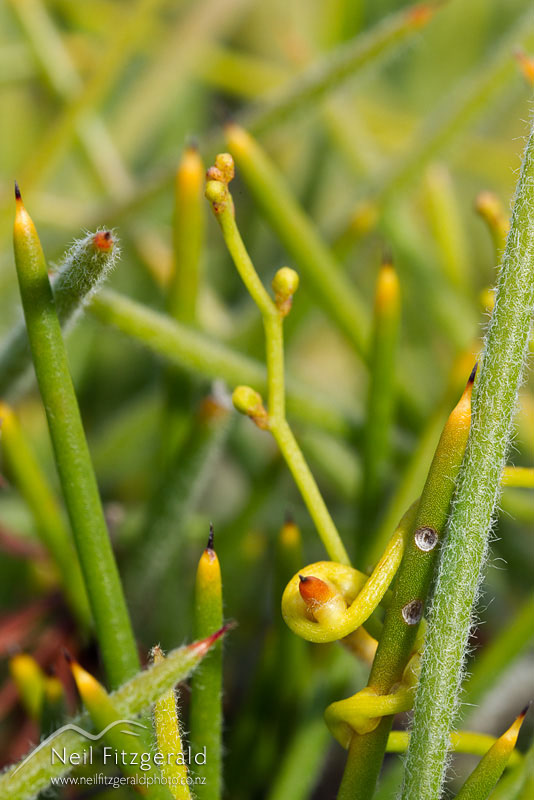 Cassytha-paniculata_14262.jpg
