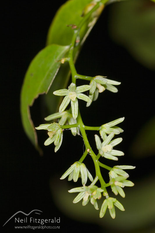 Ripogonum-scandens_1754.jpg