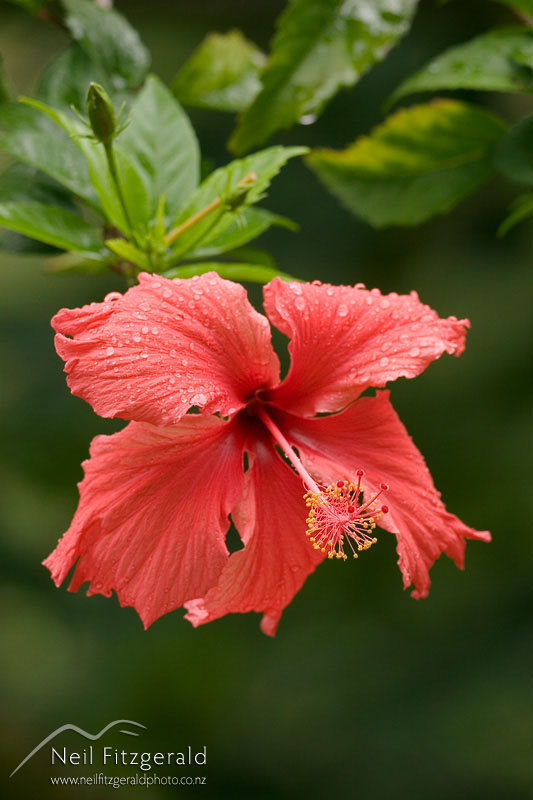 Hibiscus-rosa-sinensis_3938.jpg