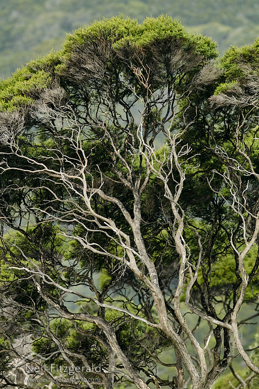 Kanuka-25737.jpg