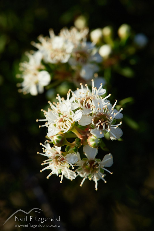 Kunzea-toelkenii-26670.jpg